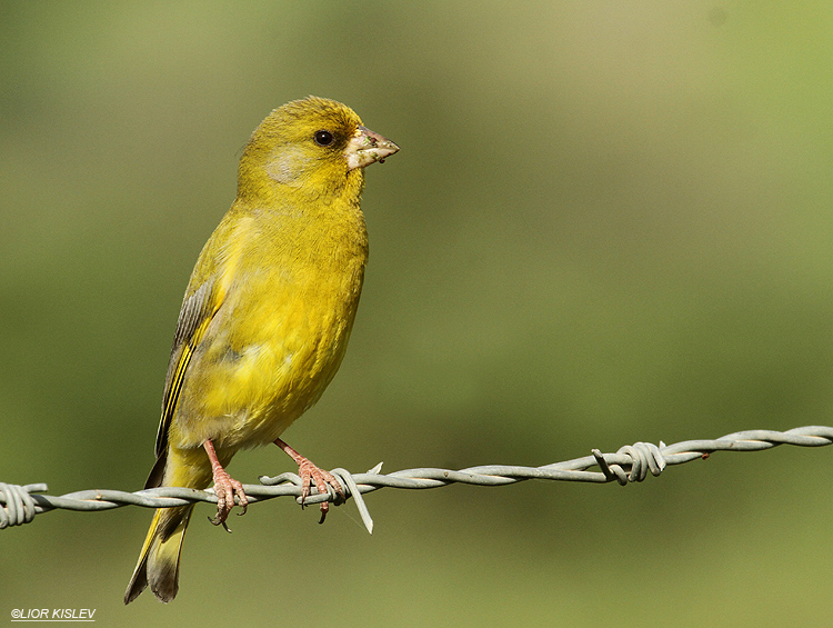   European Greenfinch Carduelis chloris   mt Susita ,Golan 08-04-12   Lior Kislev              